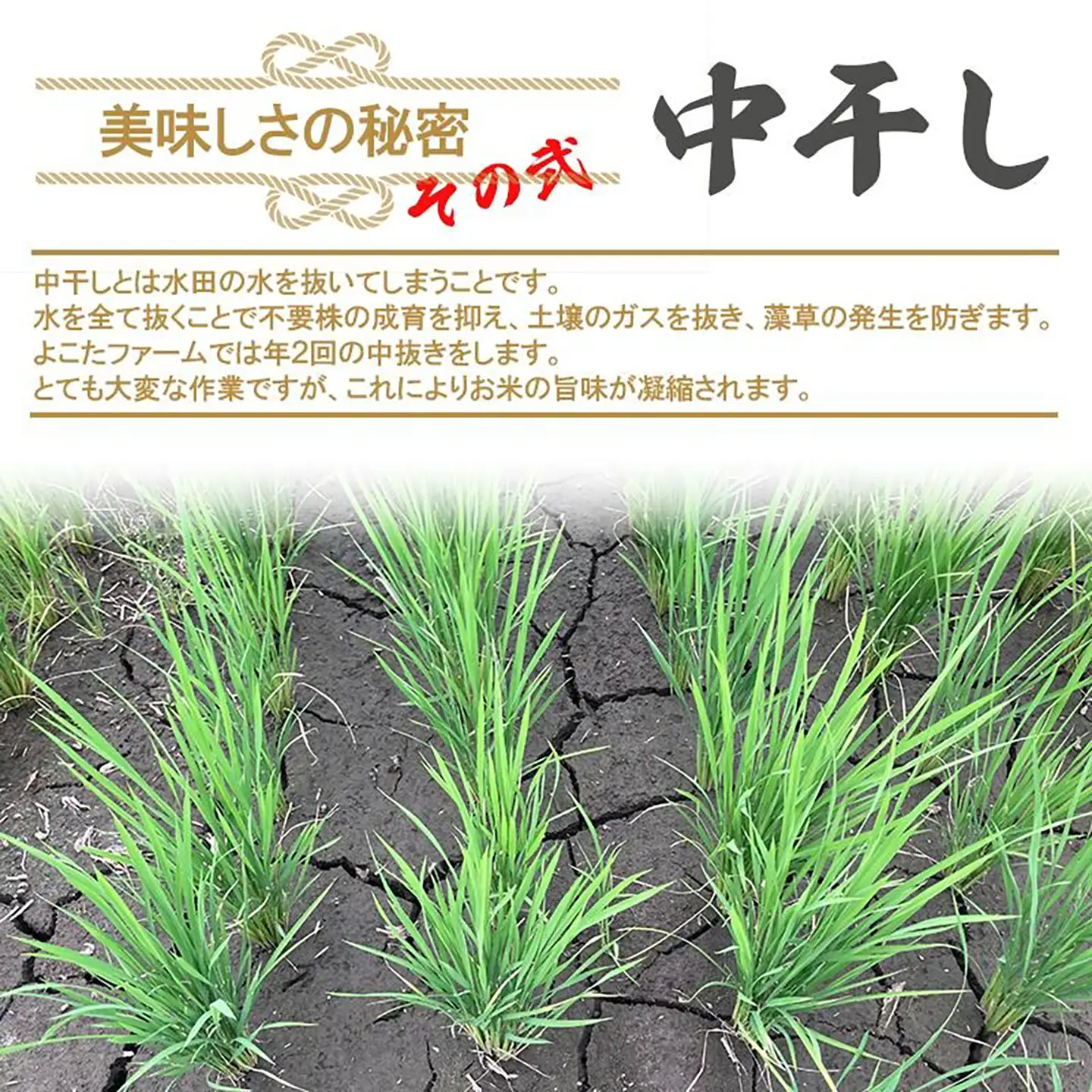 【9月上旬より順次発送】令和8年産 コシヒカリ 玄米 5kg 新米 こしひかり