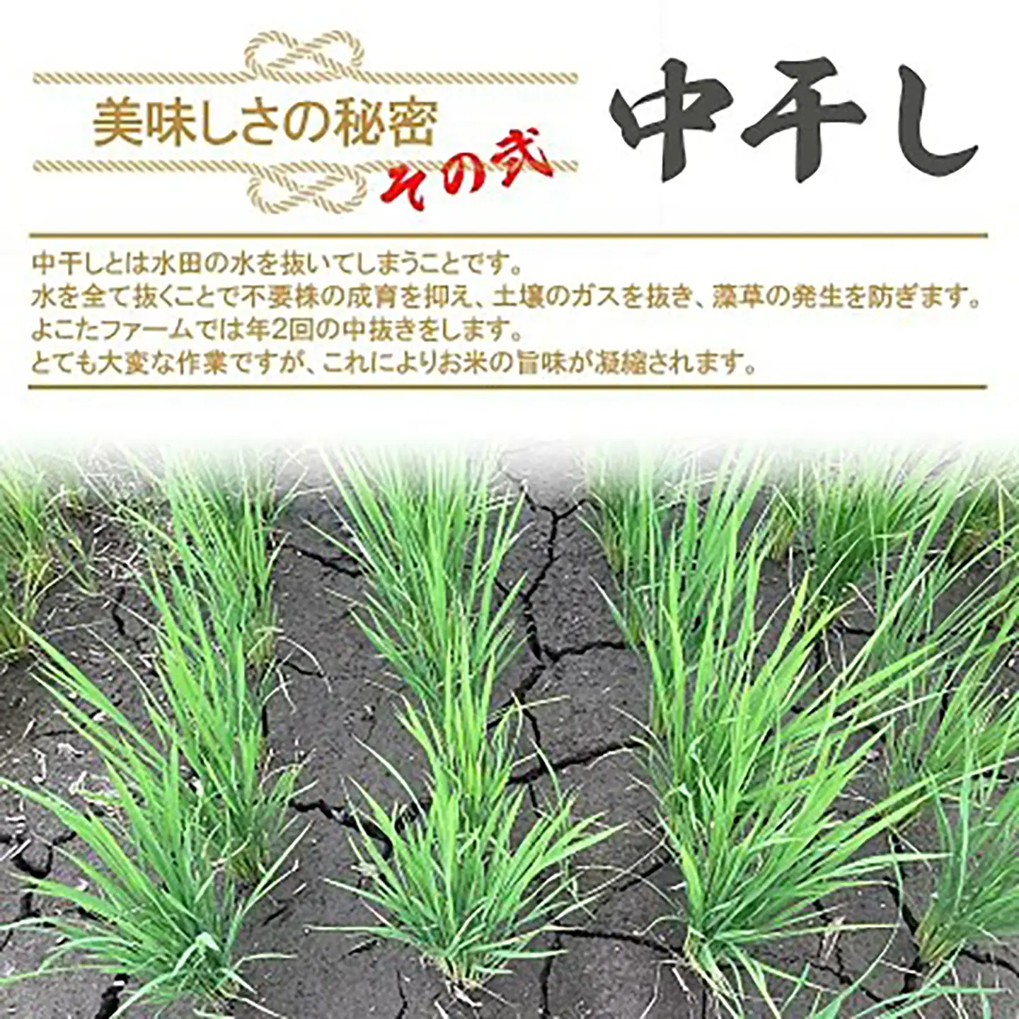 【9月上旬より順次発送】令和8年産 コシヒカリ 玄米 5kg 新米 こしひかり