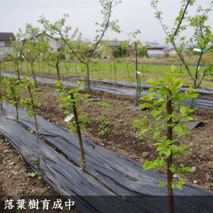 ＜すだ農園＞3年生苗 クリ(栗 中生種) 銀寄(ぎんよせ)[ふるい苗 2023年]苗木 接ぎ木 実がなる 庭木 大苗 果樹 ※北海道・沖縄・離島への配送不可 ※2025年11月中旬～2026年3月下旬頃に順次発送予定