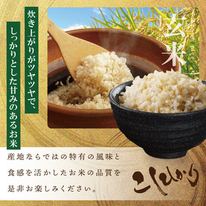 R7年産 コシヒカリ 玄米30kg|お米 米 こしひかり コシヒカリ 玄米 茨城県 取手市（BQ002）