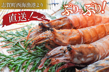 【期間限定発送】超甘！赤ガスエビ 冷蔵 800g