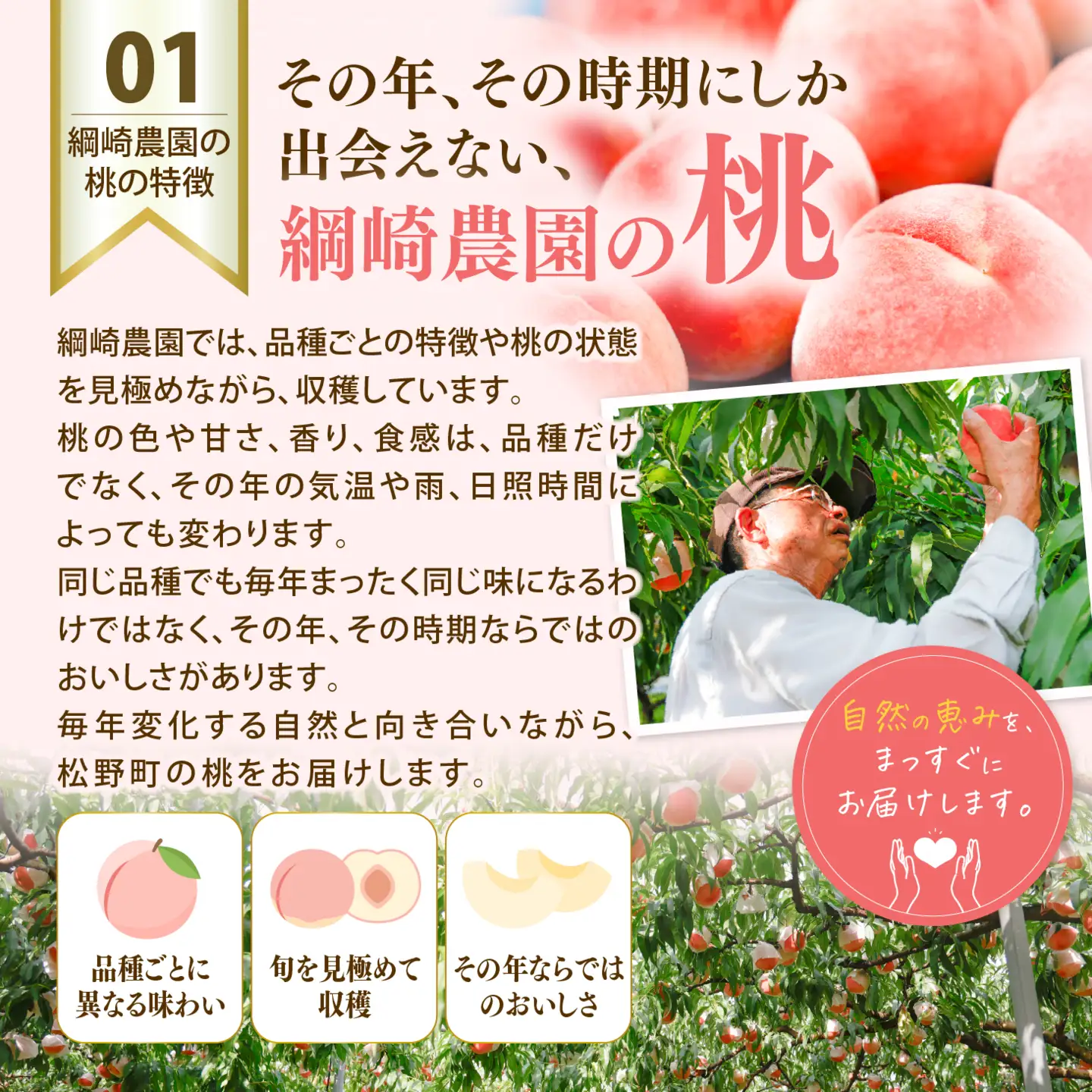 【綱崎さんの桃】完熟桃のシロップ漬け 3kg ※離島への配送不可 | スイーツ お菓子 バレンタインデー ホワイトデー 完熟 国産 桃 お中元 お歳暮 贈り物 贈答用 グルメ ギフト