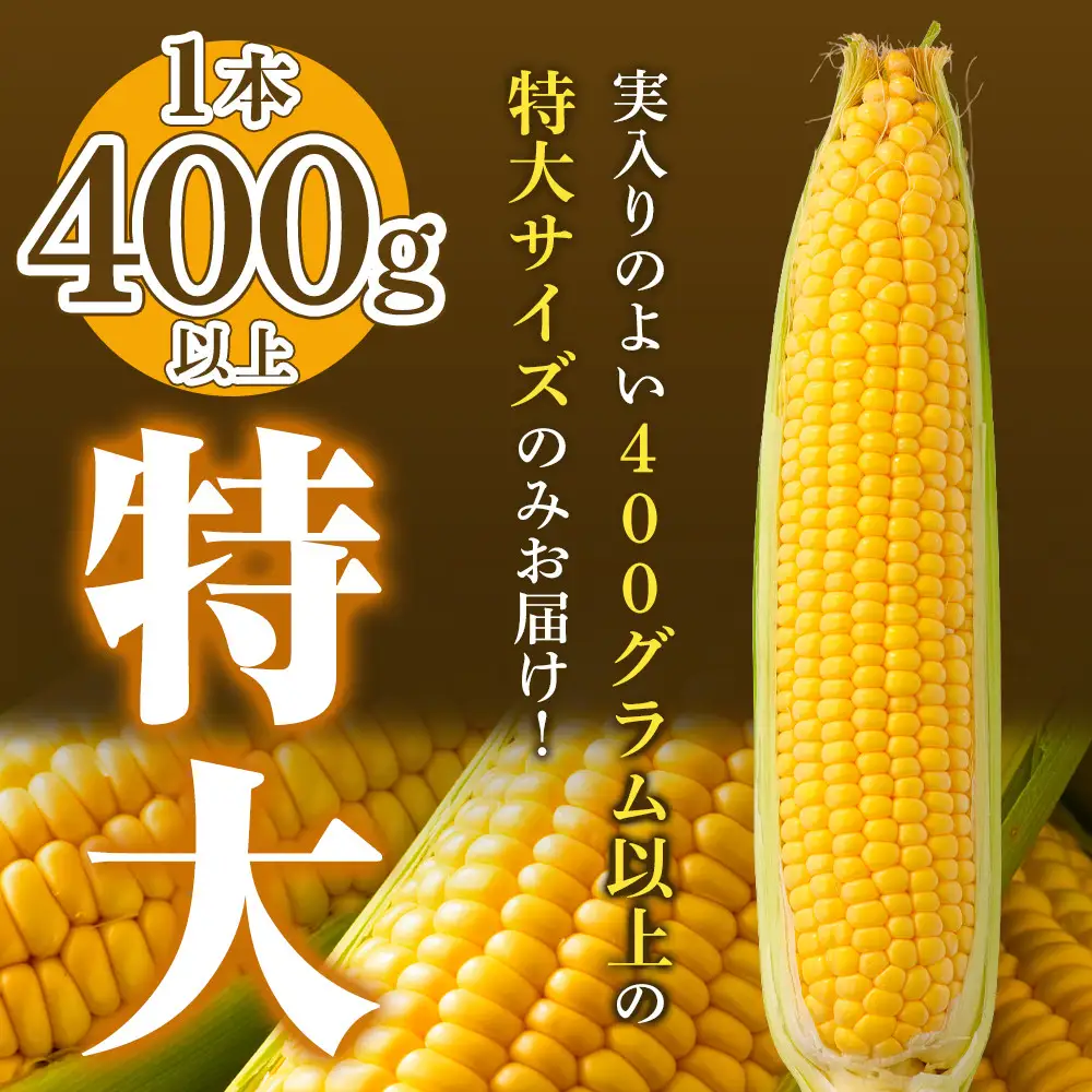 地元テレビで紹介!【先行予約】糖度18～19度! 北海道旭川産朝採れスイートコーン約5kg (2026年8月中旬発送開始予定) | とうもろこし _05256