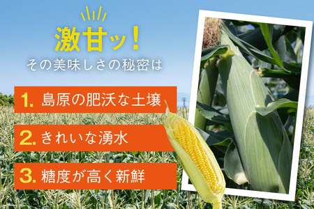 BJ453【令和9年度出荷分】 とうもろこし スイートコーン ホワイト 2L〜3Lサイズ 4本〜5本 約2kg
