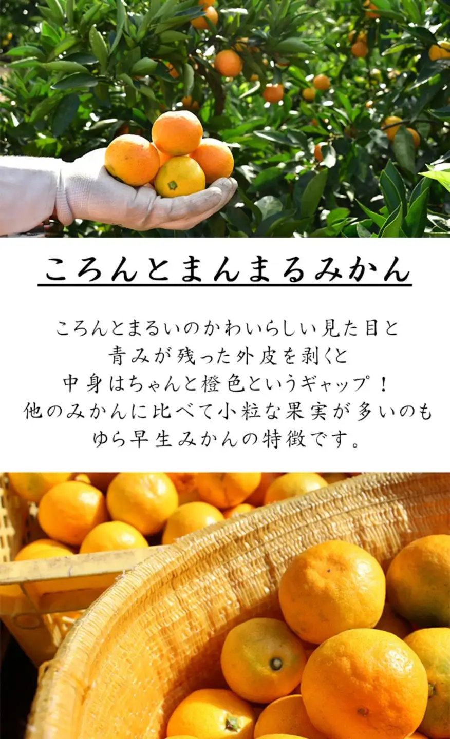訳あり 極早生みかん ゆら早生 2S・3S混合 5kg 和歌山みかん