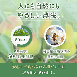梅干し つぶれ 無添加 訳あり 1kg 塩分3％【baiko005】 