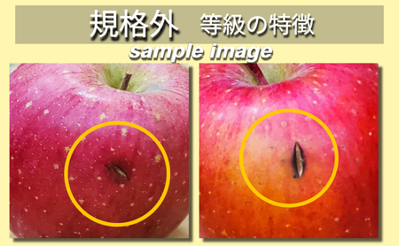 【2026年11月下旬発送】 りんご 約 2kg サンふじ 【規格外】 青森県産 りんご