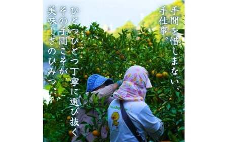  有田 みかん ご家庭用 サイズ混合 5kg / 有田みかん 温州みかん 甘い 家庭用 和歌山 柑橘 5kg ※2026年10月上旬～2027年2月上旬に順次発送【krt004-c-5A】