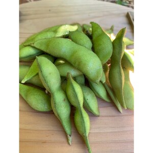 【数量限定】京都夏黒枝豆さや 500g（250g×2パック）（2027年7月中旬～発送） 枝豆