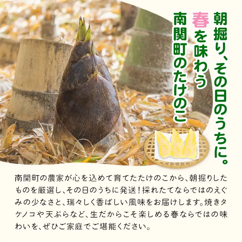 【先行受付】やさい畑の朝堀りたけのこ 2.5kg予約 《3月中旬-4月中旬頃出荷》 熊本県 南関町産 春 筍