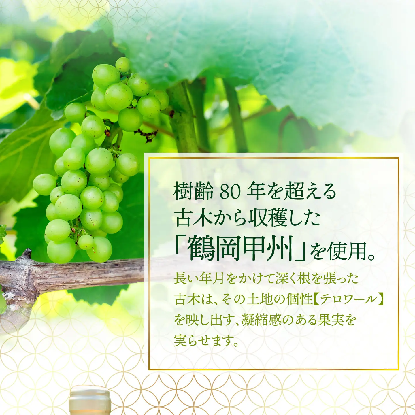 白ワイン　鶴岡甲州　古木／2025　750ml×1本　株式会社エルサン 国産 日本ワイン 