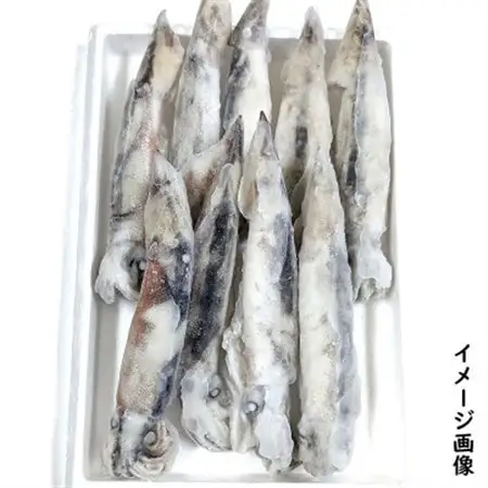 スルメイカ冷凍 1kg 小さいサイズ 訳あり 家庭用【配送不可地域：離島】【1682531】