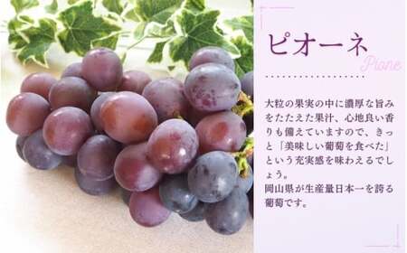 訳あり シャインマスカット 訳あり大粒ぶどう３種セット シャインマスカット約1.8kg 【nisfarm013-02】