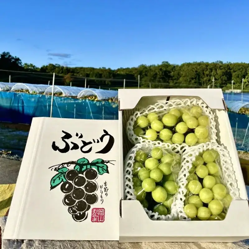 訳あり シャインマスカット 岡山県産訳ありシャインマスカット約1.8kg  【nisfarm014-02】
