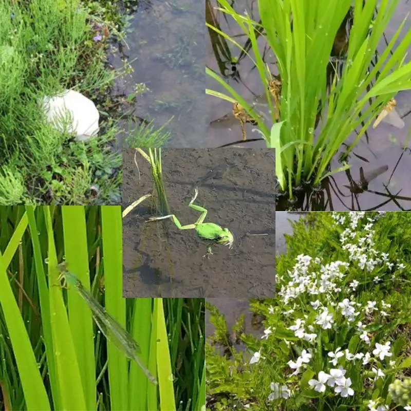 【魚沼ブランド】令和7年産 精米5kg【農薬化学肥料栽培期間中不使用・生態系保全・再生可能エネルギー・エコファーマー・生産工程管理】魚沼産コシヒカリ