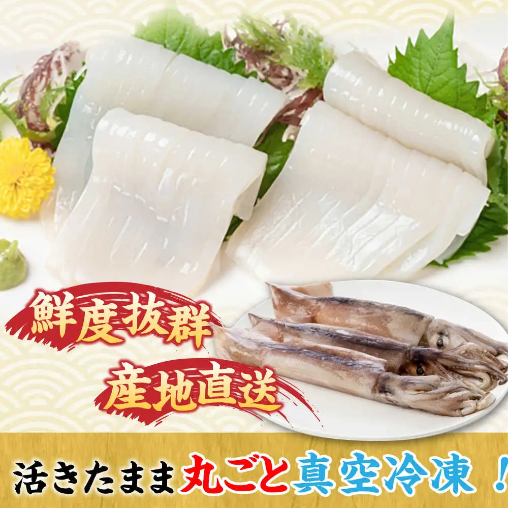 【全3回定期便】旬のイカ刺身1kg前後《壱岐市》【馬渡水産】イカ いか 烏賊 剣先 アオリ あおり スルメ するめ 刺身 刺し身 お刺身 海鮮 魚貝 冷凍配送 産地直送[JAQ031]