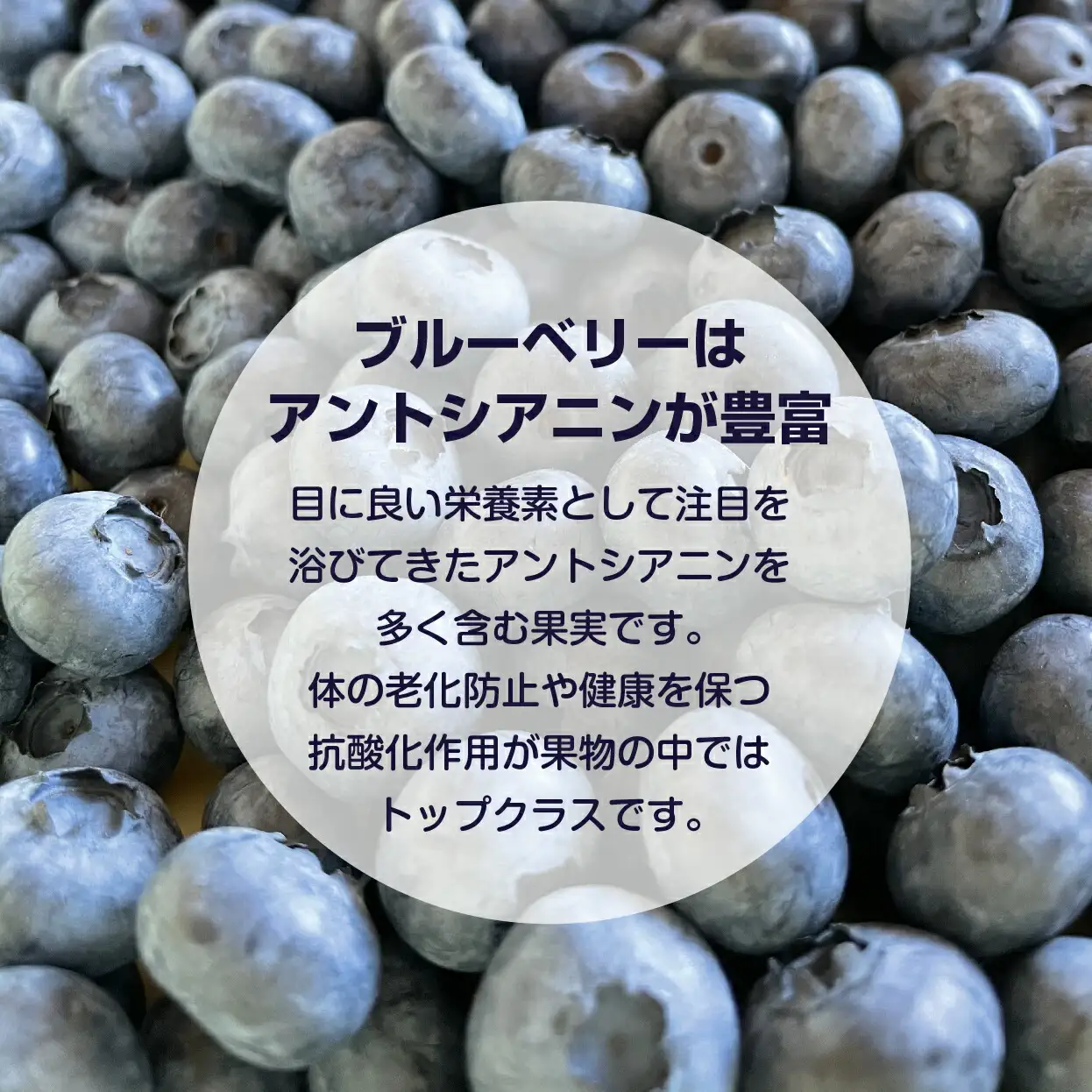 【先行予約：2026年8月中旬以降発送】【余市産無農薬】冷凍ブルーベリー 残留農薬検査済み 2026年収穫_Y155-0002