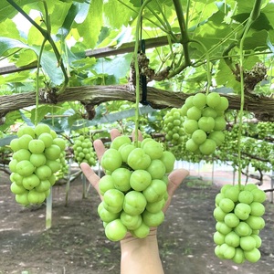 訳あり ぶどう 瀬戸ジャイアンツ 約2kg 3～5房 高梁市産 2026年 先行予約 化粧箱 葡萄 ブドウ うめづぶどう園