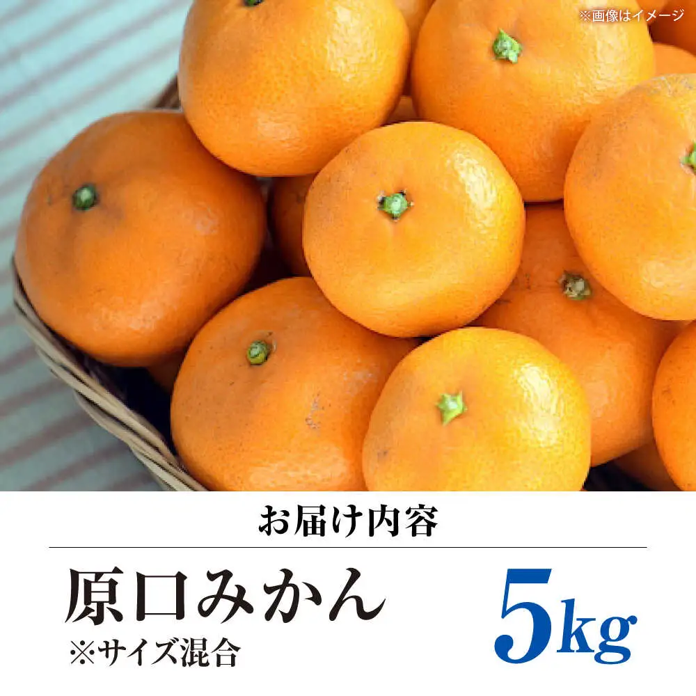 【11月中旬より配送開始】 原口みかん 約5kg （S,Mサイズ混合）＜濱崎ファーム＞ [CGT002] みかん