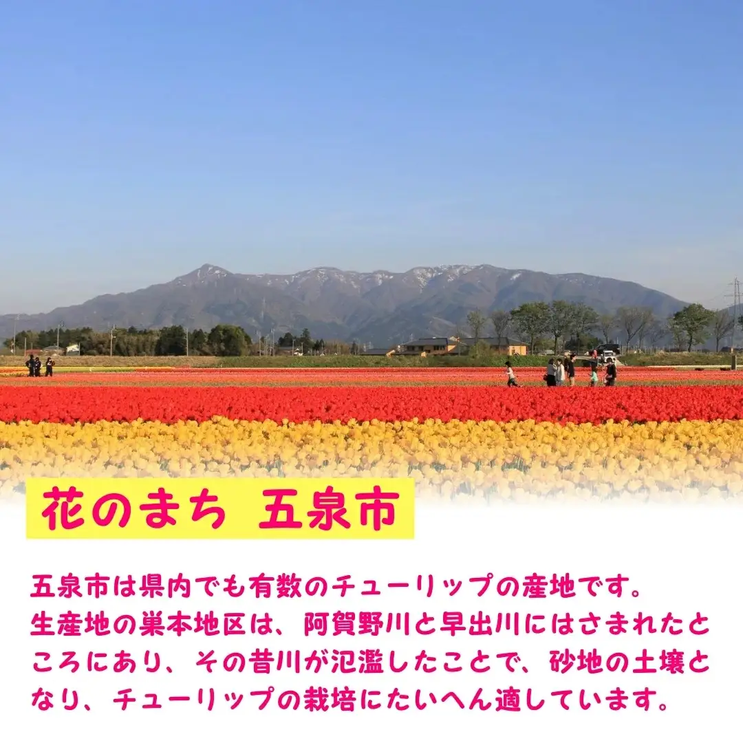 チューリップ 球根セット 40球入 | チューリップ 球根 五泉市 新潟県