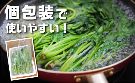 《先行予約》飛騨ほうれん草 150g×8個 野菜 ほうれんそう
