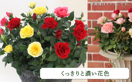 産地直送 ミニバラ トロフィーカップ（大） くっきり（濃いMIX） [11月～4月 お届け] 品種 おまかせ のため 訳あり 訳アリ 四季咲き ミニバラ 花 ガーデニング 生産量 日本一 天皇杯 鉢植 ※沖縄 離島配送不可 薔薇 セントラルローズ [mt1903_koi] 100000円 10万