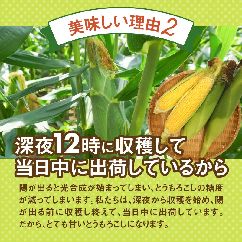 ＼＼★セレクト定期便(月3回お届け)★ 2027年先行予約／／ 富士北麓忍野村の気候、水、自然で作られた朝採りトウモロコシ（セレクト便）《約5kg 10～12本》