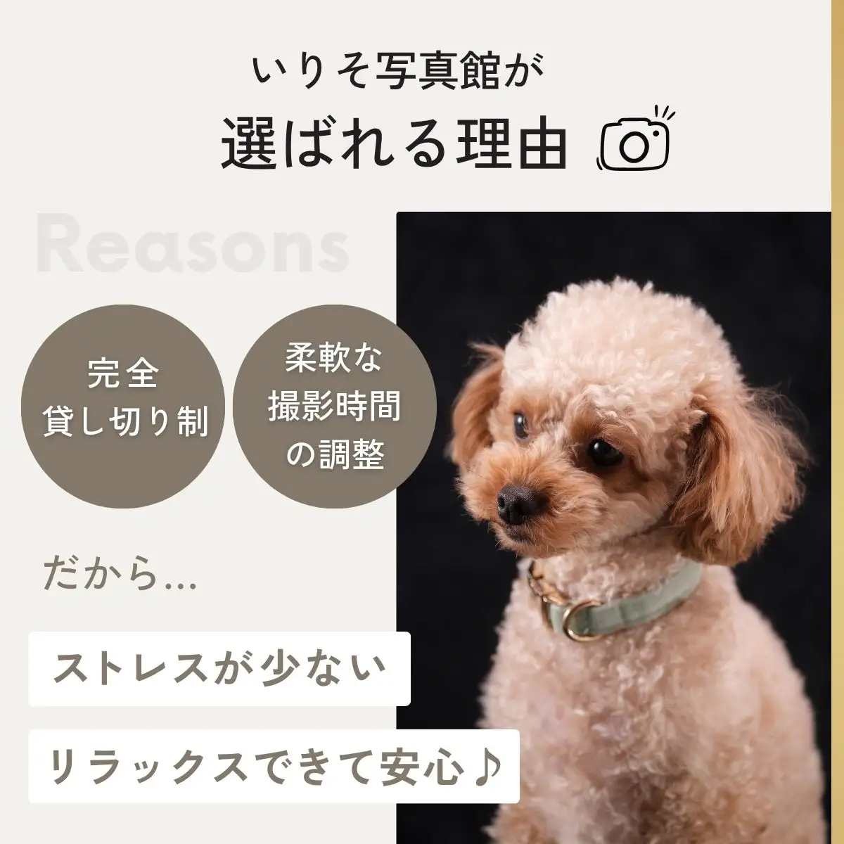 ペットとご家族のためのプレミアムフォト撮影体験 チケット | ペットフォト 記念写真 狭山市