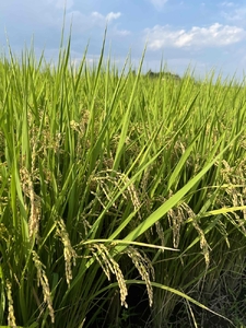 令和7年度産　栃木県産にじのきらめき 精米5kg　栃木県共通返礼品｜米 コメ 地域おこし協力隊