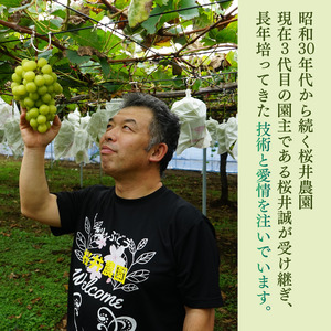桜井農園のシャインマスカット