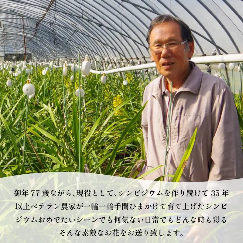 【2026年11月順次発送】 洋蘭 シンビジウム 8～10本 生花 お花 花 シンビジューム 秀品 徳島県 小松島市