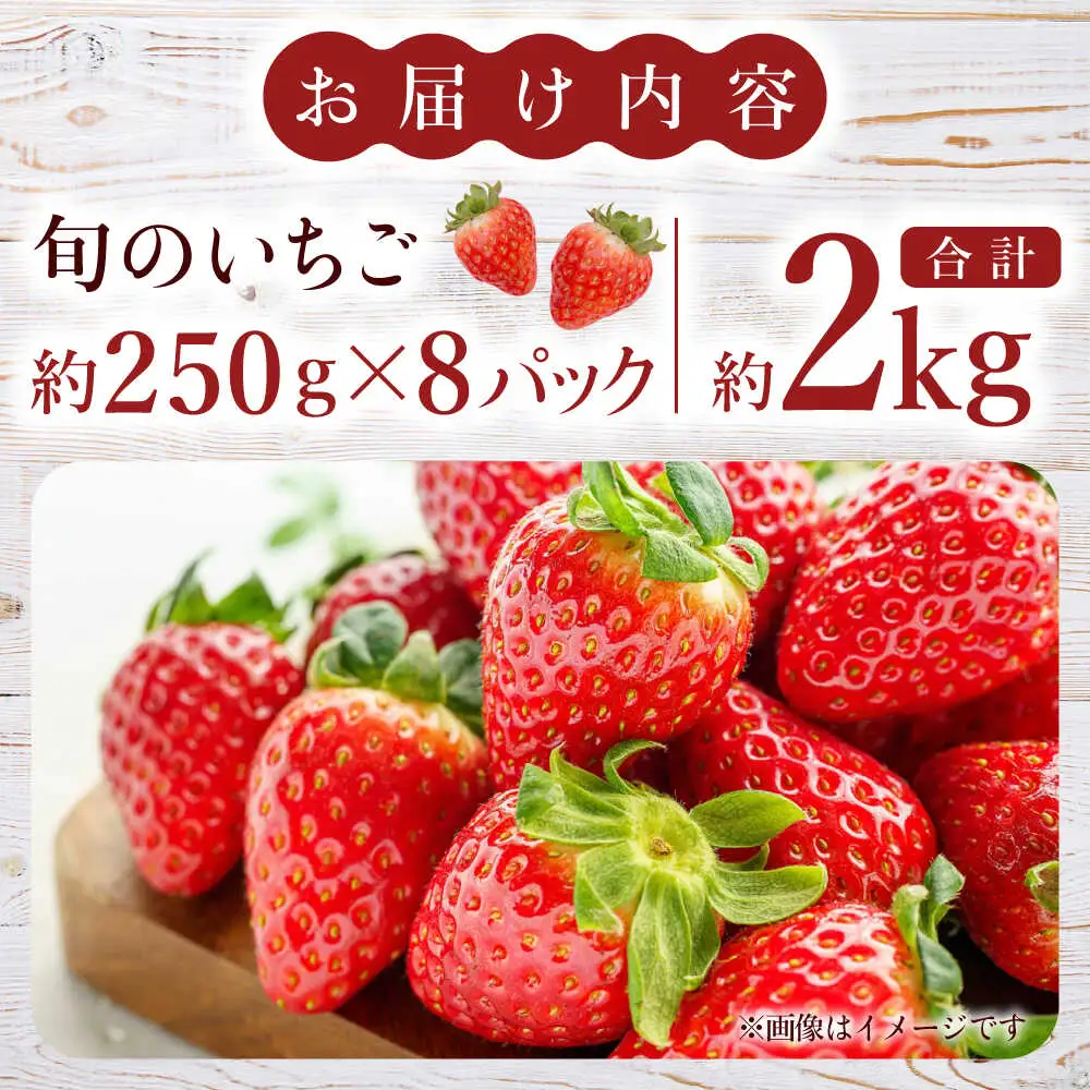 【先行予約】熊本県産いちご 約2kg（250g×8pc） イチゴ フルーツ 果物 熊本県産 熊本【日本フルーツ株式会社】[ZFJ052]