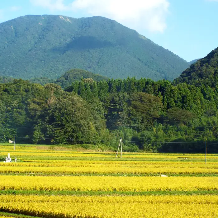 令和７年島根県産つや姫10㎏（5㎏×2袋）【令和7年産 お米 つや姫 10kg ツヤヒメ 2025年産 米 おこめ こめ 島根県産】
