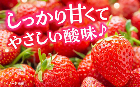 【2回定期便】 【先行予約】いちご 恋みのり 百花園ファーム 約1.4kg（約350g×4P）20粒/P Lサイズ 【亀井通産 株式会社】[AYBQ083]