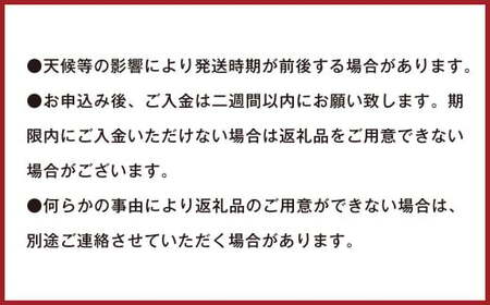 潮風をたっぷり受けた濃厚不知火 12～20玉（約4.5kg） 【2027年2月下旬-3月上旬発送予定】 デコポン みかん 柑橘 果物 フルーツ 熊本