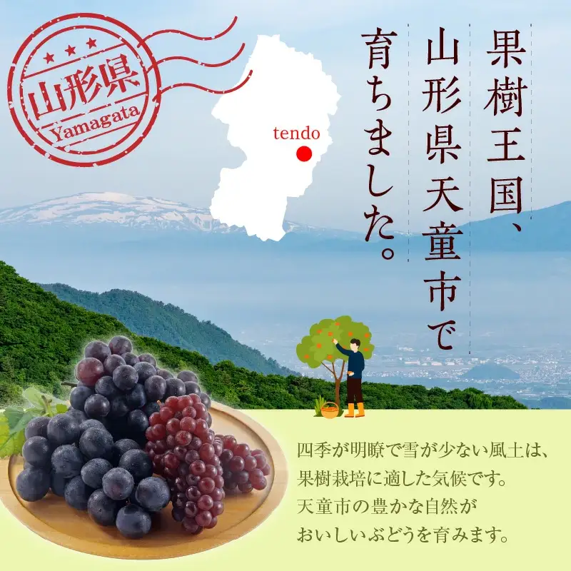 ぶどう 種なし ピオーネ 1kg フルーツ 果物 山形 天童 ブドウ