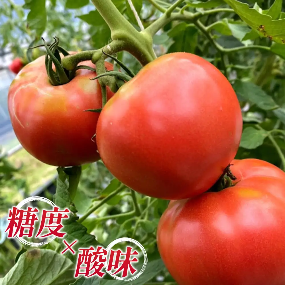季節の野菜つめ合わせ【Mサイズ】　「ファーム和」 ／ 旬野菜 野菜セット 詰め合わせ 新鮮野菜 産地直送 おまかせ野菜 季節野菜 エコ農法 減農薬野菜 家庭用野菜 国産野菜 食べ比べ 料理好き サラダ野菜 夏野菜 山里育ち 旬食材 ファミリー向け 山口県 No.032