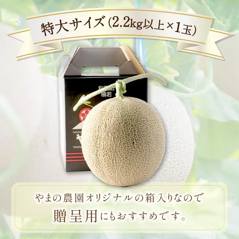 感謝のメロン 「うしわか」 1玉 ≪先行予約≫ フルーツ メロン【FN1268-1】