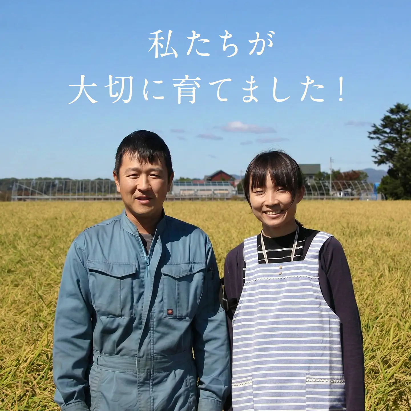 【令和7年産】伊藤農園の特別栽培米ゆめぴりか　精米（１０ｋｇ）【定期便５ヶ月】