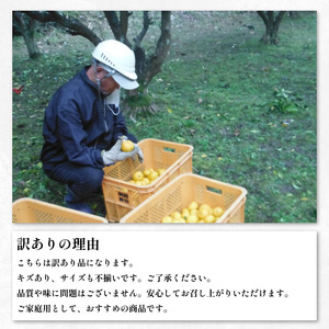 訳あり ゆず 1kg 家庭用