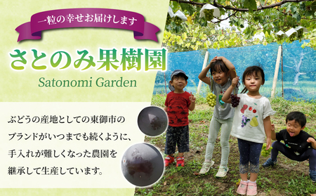 【先行受付2026年発送】家庭用シャインマスカット＆クイーンニーナ　合計2kg以上（各1～3房）｜さとのみ果樹園※2026年9月中旬～10月中旬順次発送
