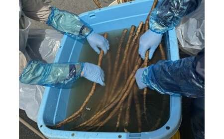 乾燥ごぼう 「お手軽ごぼうくん」 32g×3袋 料理 作業所きらり