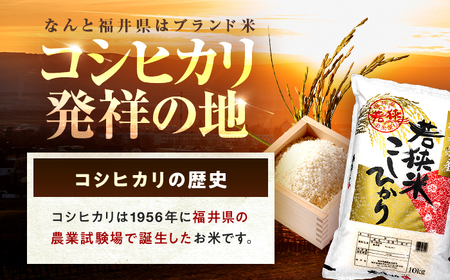 【6回定期便/2ヵ月に1回】 福井県産 コシヒカリ 精米 (白米) 10kg 一等級　福井県米 /甘みと粘りが際立つ 王道米 こしひかり 小浜市 / 若狭ふれあい市場[BFEL033]