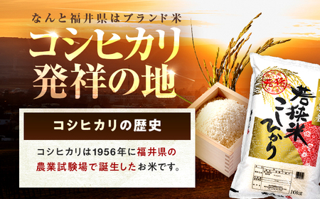 【12回定期便】 福井県産 コシヒカリ 精米 (白米) 10kg 一等級　福井県米 /甘みと粘りが際立つ 王道米 こしひかり 小浜市 / 若狭ふれあい市場[BFEL034]