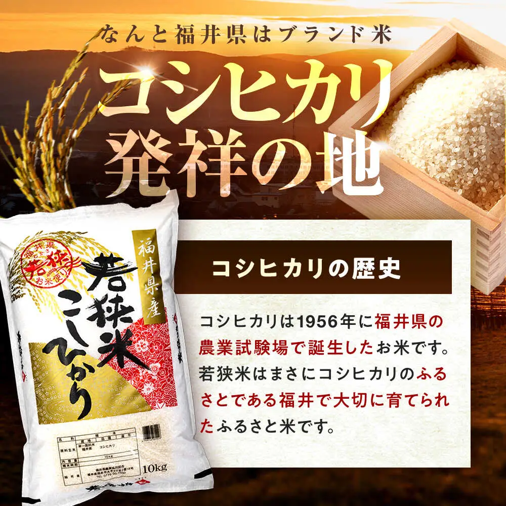 【2回定期便】【福井県産】 1回目：コシヒカリ 白米 10kg 2回目： いちほまれ 白米 10kg 福井県米 / コシヒカリ発祥 ブランド 特A常連 小浜市 / 若狭ふれあい市場[BFEL052]