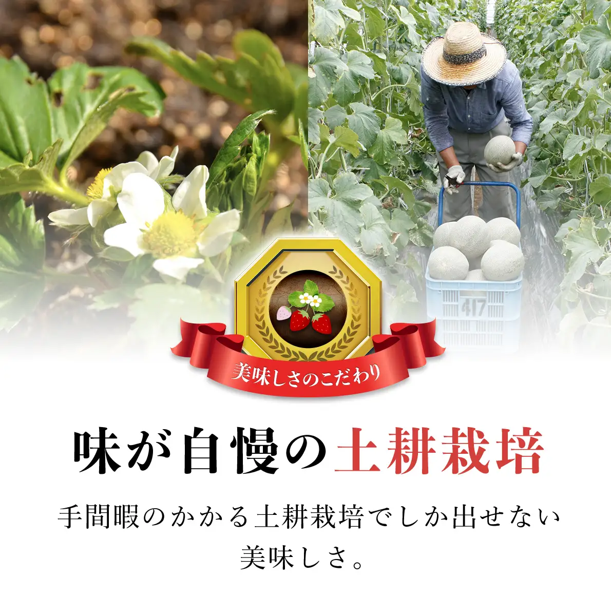 【先行予約】【2027年1月中旬より順次発送】いちご食べ比べセット（最大6品種の食べ比べ） SMAN064