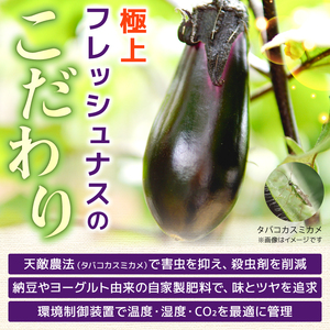 なす 約 3㎏ 約30本 高知県安芸市｜ナス AR001