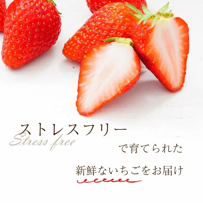 【2027年1月～発送予定】いちご 古都華 約250g×4パック