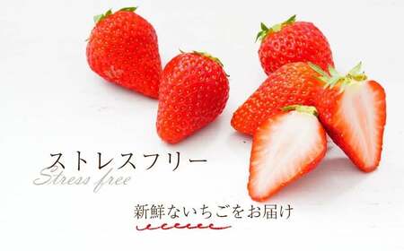 【2026年1月下旬～発送予定】いちご 古都華 約250g×2パック