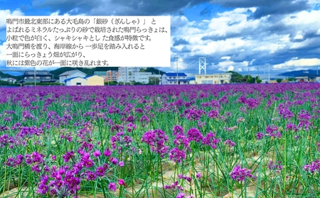 鳴門らっきょう甘酢漬け